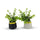 Modern Abstract Decorative Piece - 2 Pcs - Artificial Planter Set
